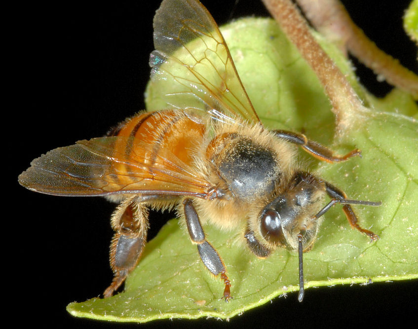 Messa a fuoco a distanza